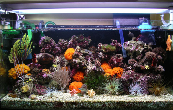 acquario di Pietro Astone