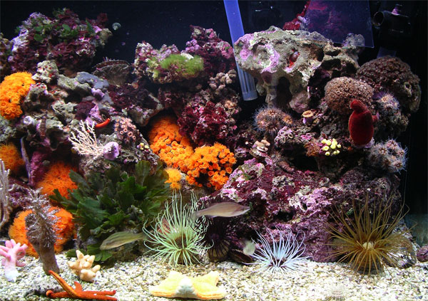 acquario di Pietro Astone