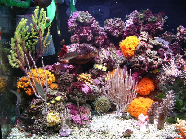 acquario di Pietro Astone