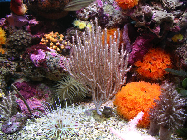 acquario di Pietro Astone
