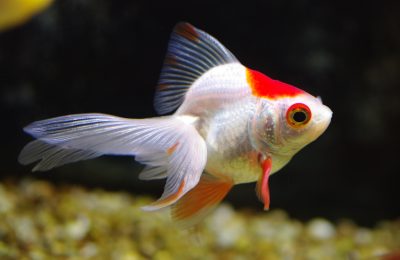 nutrire il pesce rosso