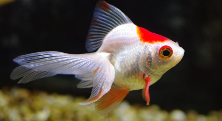 nutrire il pesce rosso