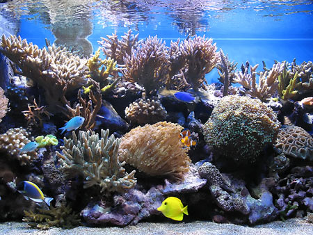 Gli acquari degli acquariofili italiani - AcquaPortal