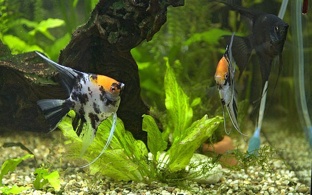 Acquario per gli Scalari