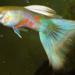 genetica del guppy