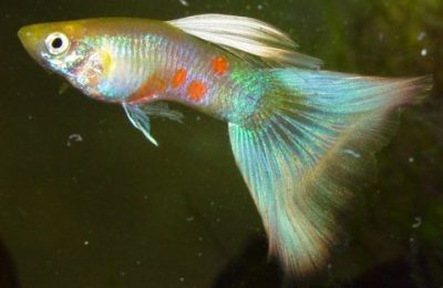 genetica del guppy