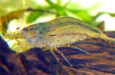 riproduzione Caridina japonica