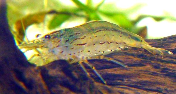 riproduzione Caridina japonica