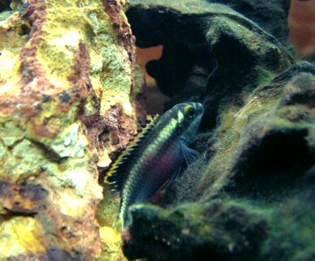 Pelvicachromis pulcher foto