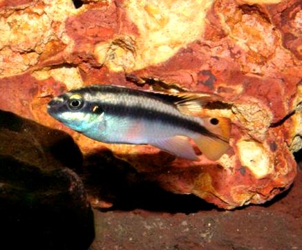 Pelvicachromis pulcher foto