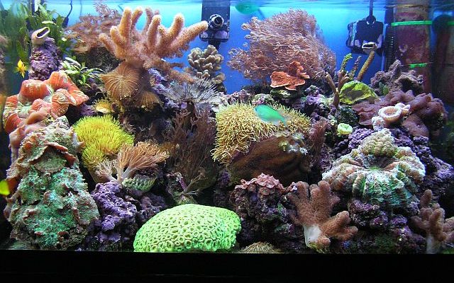 acquario di Pietro Cremone