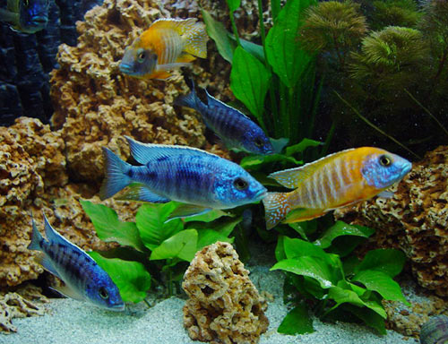  Sassi Per Acquario Acqua Dolce