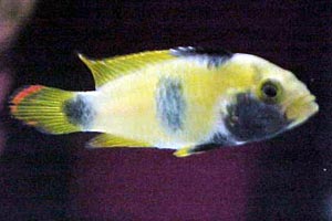 Apistogramma Njsseni