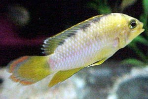 Apistogramma Njsseni