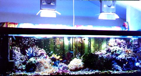 acquario di Franco Dellavalle