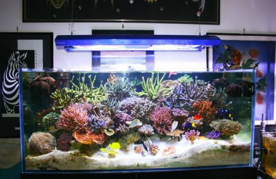 acquario di Johnny Toti