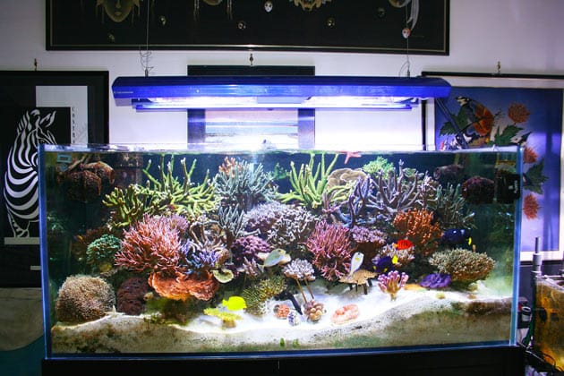 acquario di Johnny Toti acquario di Johnny Toti