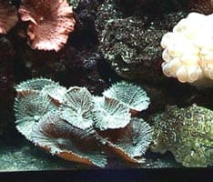 acquario di Giuseppe Sparacino