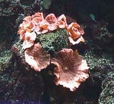 acquario di Giuseppe Sparacino