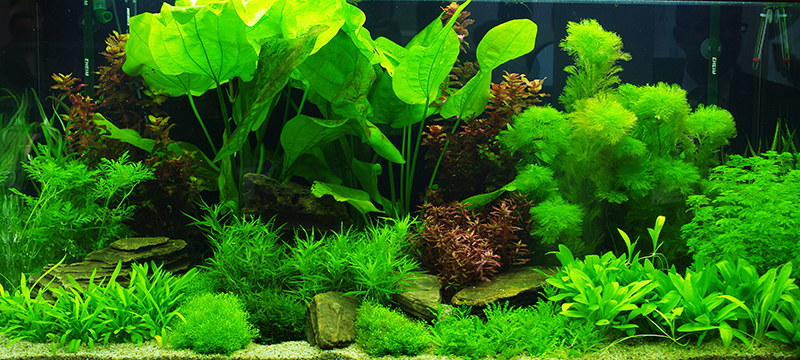 cura della pianta acquatica - curare un piccolo acquario - R nel bosco