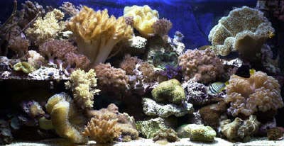 acquario di Roberto Ghezzi