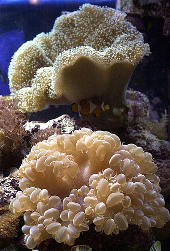 acquario di Roberto Ghezzi