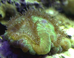 acquario di Roberto Ghezzi