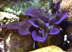 acquario di Roberto Ghezzi