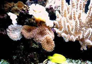 acquario di Giancarlo Molendini