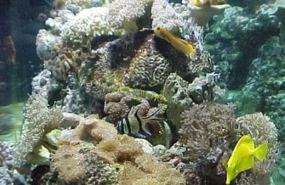 acquario di Luca Dall'Alba