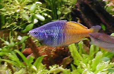 Rainbowfish o Pesci arcobaleno