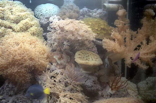 L'acquario di Mauro Bove