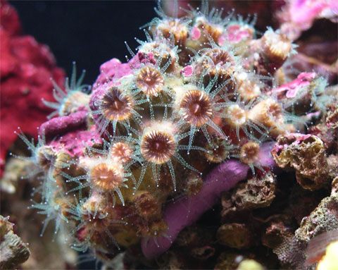 acquario di Pietro Astone