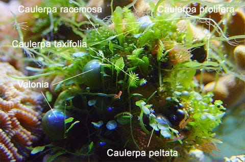 Organismi commensali caulerpa valonia