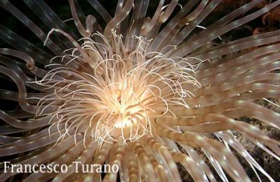 Cerianthus mediterranei