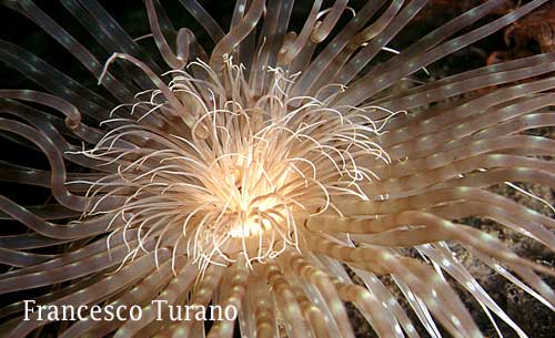 Cerianthus mediterranei