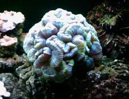 acquario di Giancarlo Molendini