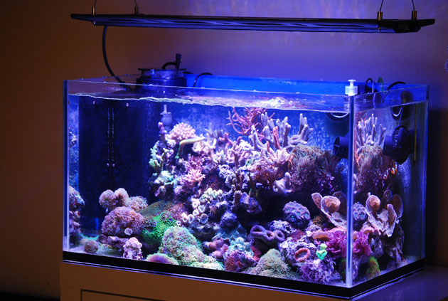 L'acquario di Marco dal Corso L'acquario di Marco dal Corso