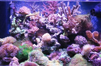 L'acquario di Marco dal Corso