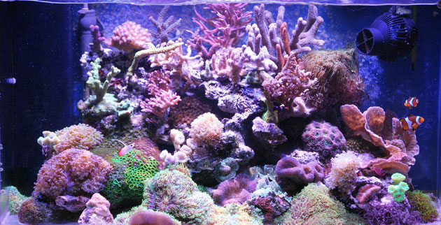 L'acquario di Marco dal Corso L'acquario di Marco dal Corso