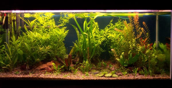 acquario Emilio Arnone
