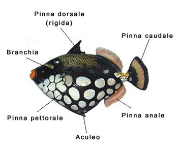 caratteristiche fisiche del pesce balestra