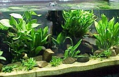 acquario di Marco Milanesi