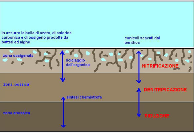 Schema della suddivisione del DSB 