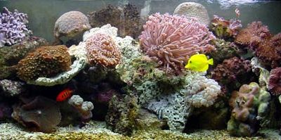 L' acquario di Luca Santilli