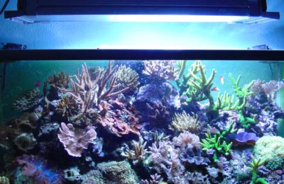 L'acquario di Enrico Bernardini