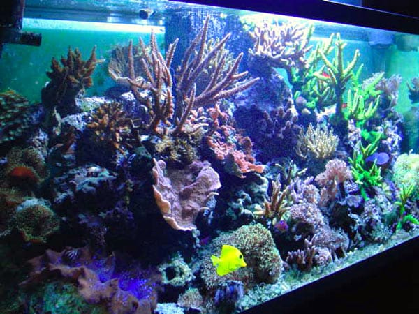 L'acquario di Enrico Bernardini L'acquario di Enrico Bernardini