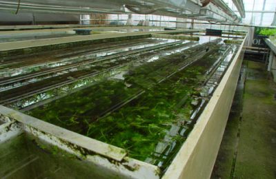 Azienda Anubias