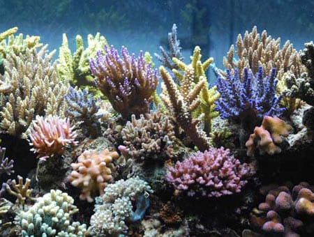 acquario di salvatore ragona