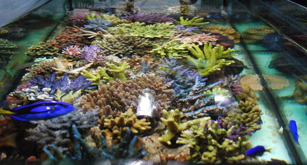 acquario di salvatore ragona